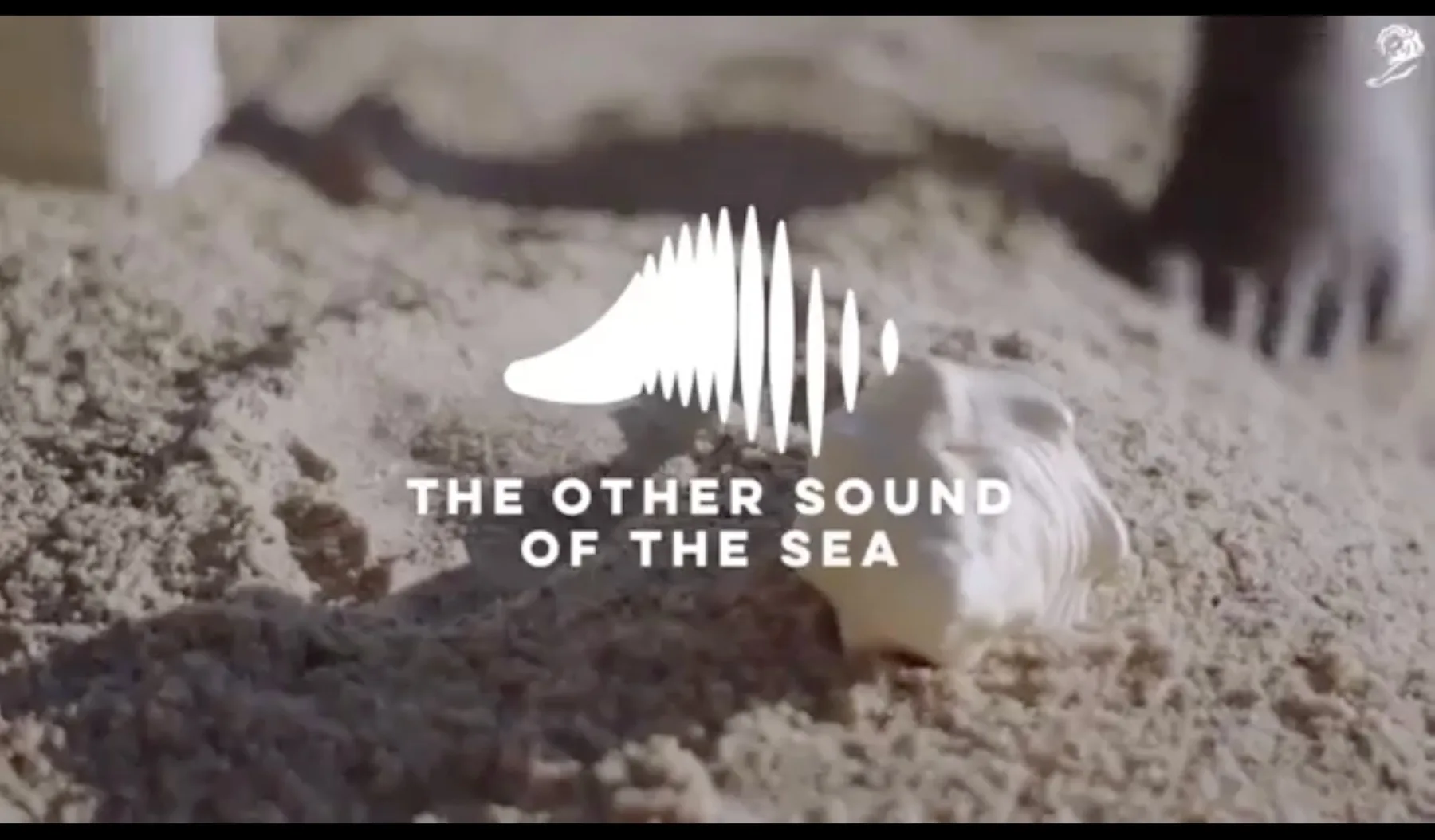 El Otro Sonido del Mar — Case film completo en Behance